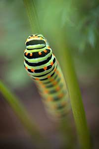 Machaon
